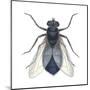 Bluebottle Fly (Calliphora Erythrocephala), Insects-Encyclopaedia Britannica-Mounted Poster