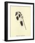 Bluebottlia Buzztilentia-Edward Lear-Framed Giclee Print