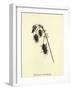 Bluebottlia Buzztilentia-Edward Lear-Framed Giclee Print