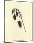 Bluebottlia Buzztilentia-Edward Lear-Mounted Giclee Print