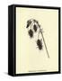 Bluebottlia Buzztilentia-Edward Lear-Framed Stretched Canvas