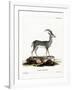 Bluebuck-null-Framed Giclee Print