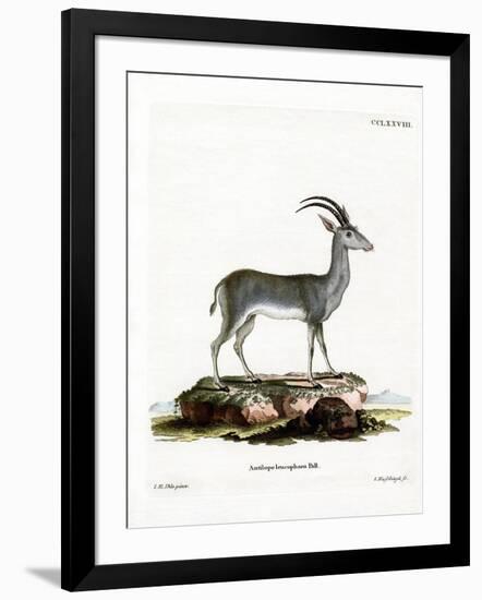 Bluebuck-null-Framed Giclee Print