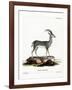 Bluebuck-null-Framed Giclee Print