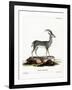 Bluebuck-null-Framed Giclee Print