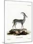 Bluebuck-null-Mounted Giclee Print