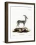 Bluebuck-null-Framed Giclee Print