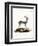 Bluebuck-null-Framed Premium Giclee Print