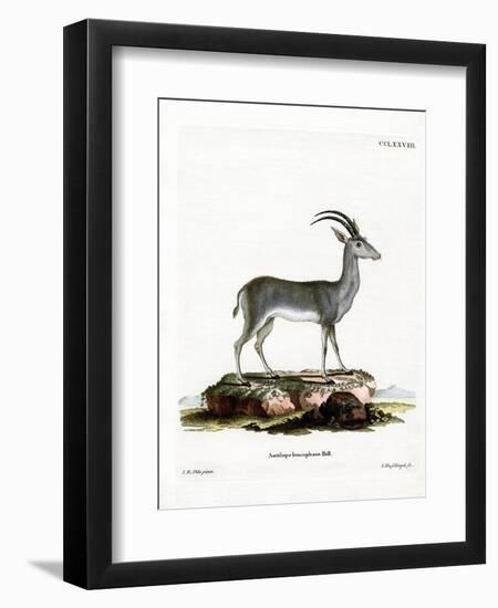 Bluebuck-null-Framed Premium Giclee Print