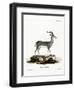 Bluebuck-null-Framed Premium Giclee Print