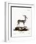 Bluebuck-null-Framed Premium Giclee Print