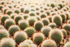 Row of Cactuses in the Flowerpots. Top View of Cactus Farm with Various Cactus Type. Cactus Have Th-bluedog studio-Mounted Photographic Print