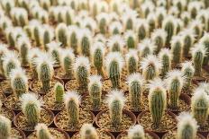 Row of Cactuses in the Flowerpots. Top View of Cactus Farm with Various Cactus Type. Cactus Have Th-bluedog studio-Stretched Canvas