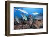 Bluefin Trevally (Caranx Melampygus) and Leather Bass (Dermatolepis Dermatolepis)-Reinhard Dirscherl-Framed Photographic Print