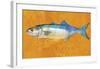 Bluefish-John W^ Golden-Framed Art Print