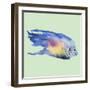 Bluefish-Jacob Q-Framed Art Print