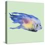 Bluefish-Jacob Q-Stretched Canvas