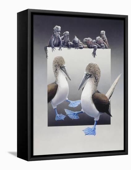 Bluefooted Boobies and Marine Iguanas-Harro Maass-Framed Stretched Canvas