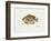 Bluegill Fish-Ron Pittard-Framed Art Print