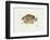 Bluegill Fish-Ron Pittard-Framed Art Print