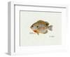 Bluegill Fish-Ron Pittard-Framed Art Print