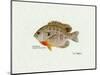 Bluegill Fish-Ron Pittard-Mounted Art Print