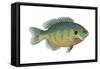 Bluegill (Lepomis Macrochirus), Fishes-Encyclopaedia Britannica-Framed Stretched Canvas