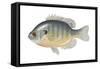 Bluegill (Lepomis Macrochirus), Fishes-Encyclopaedia Britannica-Framed Stretched Canvas