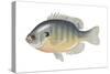 Bluegill (Lepomis Macrochirus), Fishes-Encyclopaedia Britannica-Stretched Canvas