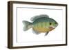 Bluegill (Lepomis Macrochirus), Fishes-Encyclopaedia Britannica-Framed Art Print