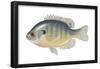 Bluegill (Lepomis Macrochirus), Fishes-Encyclopaedia Britannica-Framed Poster