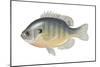 Bluegill (Lepomis Macrochirus), Fishes-Encyclopaedia Britannica-Mounted Poster