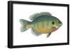 Bluegill (Lepomis Macrochirus), Fishes-Encyclopaedia Britannica-Framed Poster