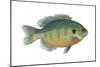 Bluegill (Lepomis Macrochirus), Fishes-Encyclopaedia Britannica-Mounted Poster