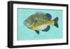 Bluegill-John Golden-Framed Art Print