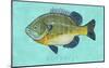 Bluegill-John Golden-Mounted Art Print