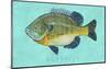 Bluegill-John Golden-Mounted Giclee Print