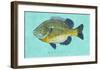 Bluegill-John Golden-Framed Giclee Print