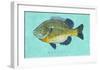 Bluegill-John Golden-Framed Giclee Print