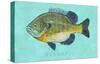 Bluegill-John Golden-Stretched Canvas