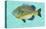 Bluegill-John Golden-Stretched Canvas