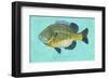 Bluegill-John W^ Golden-Framed Art Print