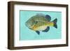 Bluegill-John W^ Golden-Framed Art Print