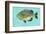 Bluegill-John W^ Golden-Framed Art Print