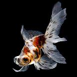 Goldfish Isolated on Black Background-bluehand-Laminated Photographic Print