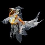 Goldfish Isolated on Black Background-bluehand-Laminated Photographic Print