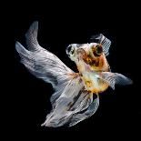 Goldfish Texture on Blue Background for Wallpaper-bluehand-Photographic Print