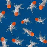 Goldfish Isolated on Black Background-bluehand-Stretched Canvas