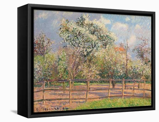 Blühende Birnbäume, Eragny (Poiriers en fleur, Eragny). 1894-Camille Pissarro-Framed Stretched Canvas