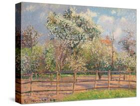 Blühende Birnbäume, Eragny (Poiriers en fleur, Eragny). 1894-Camille Pissarro-Stretched Canvas